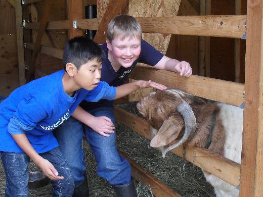 Japanese boy petting goat